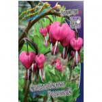 Дицентра Спектабилес Розовый (в упаковке 2шт) цена за 2шт