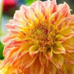 Георгина Эль Соль (1шт) 4244