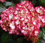 Hydrangea-macrophylla-Mirai