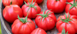Томат Марманде 10шт