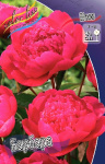 Paeonia Barbara