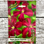 Клематис МАДАМ ДЖУЛИЯ КОРРЕВОН (3 группа обрезки)