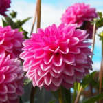 Георгин Сандра (1шт) 125749