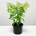 Гортензия метельчатая Бобо