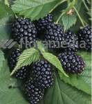 Ежевика кустистая Честер Торнлесс 5701