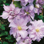 Клематис Луиза Рове