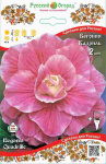 Бегония Кадриль (1шт) 130726