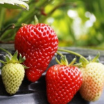 Земляника (Клубника) Альбион в кассете