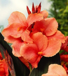 Канна Тироль зелен. (2шт)