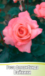 Роза Вайкики флорибунда