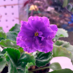 Фиалка саженцы