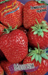 Земляника (Клубника) Максим (5 шт)