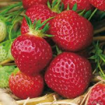 Земляника (Клубника) Полка в кассете