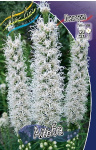Лиатрис Альба (10шт) 1795