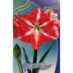 Амариллис Эрмитаж (1шт) 4361