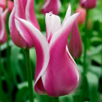 Тюльпан Баллада (1шт)