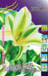 Тюльпан Грин Стар (1шт) 2987