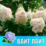 Гортензия метельчатая Гарден лайт Уайт Лайт (Р12)