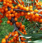 Облепиха Чечек