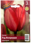 Тюльпан РЭД ИМПРЕШШН дарвиновский