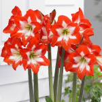 Гиппеаструм Ай Катчер (1шт) 6642