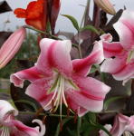 Лилия Анастасия (1шт)