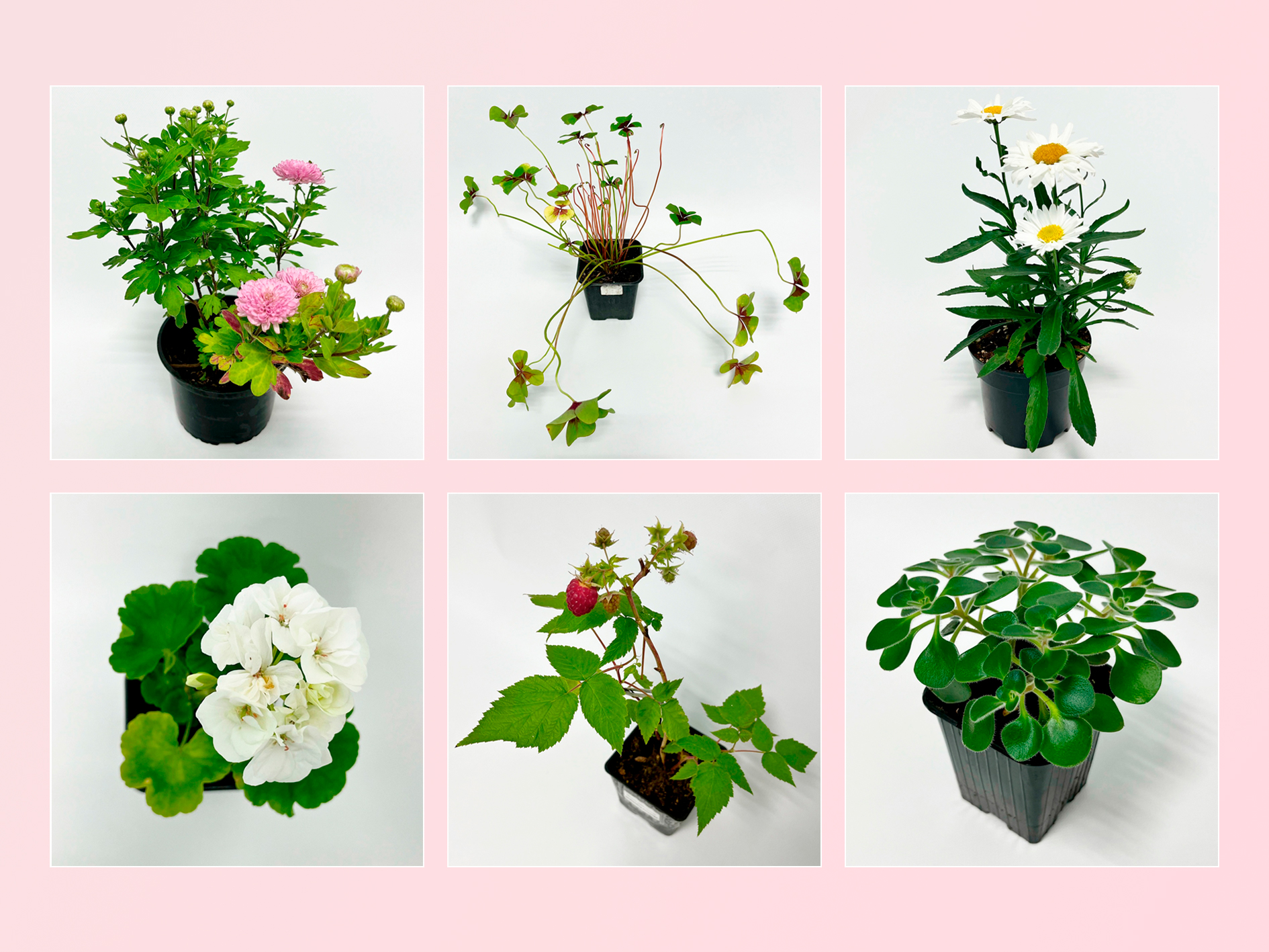 Саженцы в наличии!