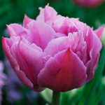 Ирис Германский Шазам (1шт)