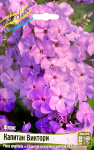 Флокс Капитан Виктори (2шт)_1