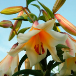 Лилия Хай Ти (1шт) 3051