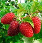 Малина Память Шеину