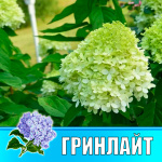 Гортензия метельчатая Гарден лайт Гринлайт (Р12)
