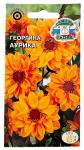 ГЕОРГИНА культурная АУРИКА СеДеК