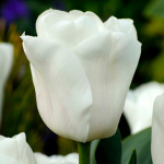 Тюльпан Леди Шанталь (3шт)