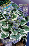 5635032.Brunnera_Brunnera_Variegata