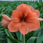 Амариллис Пич Мельба (1шт) 3517