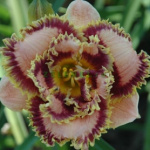 Лилейник Бонибраэ Шарки (1шт) 6441