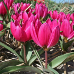 Тюльпан Блэк Бейз (1шт) 2452