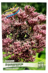 Посконник АТРОПУРПУРЕУМ