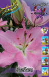 Лилия Бебоп (1шт) 3832