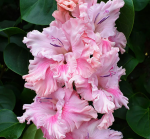 Гладиолус Катерина 1шт