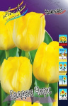 Тюльпан Голден Чирс (1шт) 43
