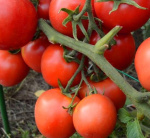 Томат Ямал 200 0,1г