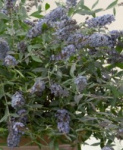 Буддлея гибрид Блю Колибри 6287