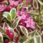 Вейгела Моне 5166