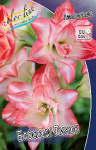 Амариллис Блоссом Пикок махровый (1шт) 811