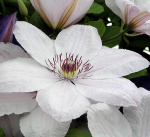 Клематис Ян Павел II