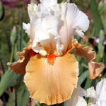 Ирис Германский Амброзия (1шт) 935