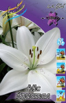 Лилия Айс Кристал (1шт) 1518