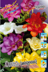 Freesia Double Mixed